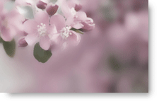 Cherry Blossoms background