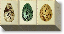 Eggs