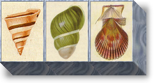 Sea Shells